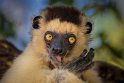 022 Berenty, verreauxsifaka